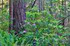 USA, California. Del Norte Redwoods State Park springtime with redwoods and rhododendrons Art Print